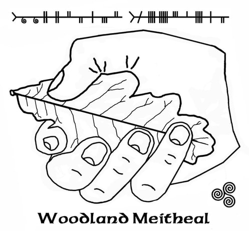 Woodland Meitheal Logo. A hand holding an Oak leaf 